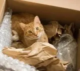 A couple accidentally shipped their cat in an Amazon return package
