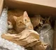 A couple accidentally shipped their cat in an Amazon return package