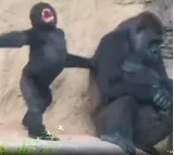 everywhere Children are children Here is the viral video