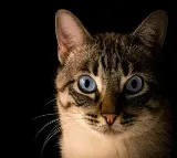 Cat in China accidentally turns on cooker and sets house on fire