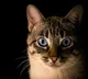 Cat in China accidentally turns on cooker and sets house on fire