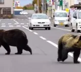 japan to counter bear attacks with ai technology