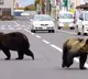 japan to counter bear attacks with ai technology