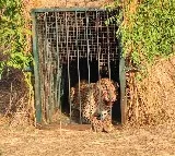 Elusive leopard finally trapped near Hyderabad Airport