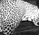 leopard caught at hyderabad shamshabad airport