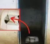 snake in toilet seat in maharashtra