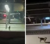 beautiful bond between a train driver and a stray dog makes your day