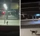 beautiful bond between a train driver and a stray dog makes your day