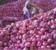 Central Government Good News to Onion Farmers