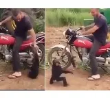 I too come on bike A chimpanzee doing mischief Here is the viral video