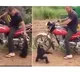 I too come on bike A chimpanzee doing mischief Here is the viral video