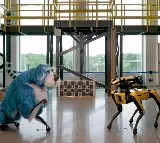 Video Of Dancing Robot Dog Shocks Internet