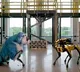 Video Of Dancing Robot Dog Shocks Internet