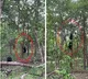 Bear climbing tree viral video here