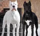 Tamil Nadu bans 23 'dangerous' dog breeds