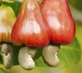 Goa keen to have GI tag for cashew fruit, nut, ‘Urrak’