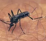 After one death in Kerala, TN deploys Mobile Medical Teams in 12 blocks in Coimbatore to check spread of West Nile Virus
