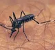 After one death in Kerala, TN deploys Mobile Medical Teams in 12 blocks in Coimbatore to check spread of West Nile Virus