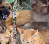 Viral Video This Cute Friendship Among Cat Dog and Monkey Will Melt Your Heart