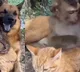 Viral Video This Cute Friendship Among Cat Dog and Monkey Will Melt Your Heart