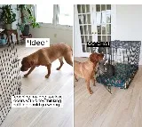man teaches dog how to close cage dog catches cat in it