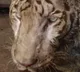 Hyderabad Zoo loses white Bengal tiger 'Abhimanyu'