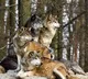 Success will come when we follow Wolves path