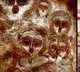 Alien Traces Found Life Evidence on K218b