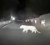 Cheetah on Tirumala ghat road