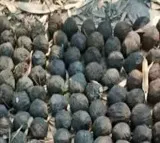 Bombs In Ysrcp Leaders Houses