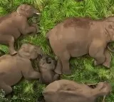 Baby Elephant Gets Z Class Security As Family Naps In Anamalai Tiger Reserve