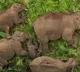 Baby Elephant Gets Z Class Security As Family Naps In Anamalai Tiger Reserve