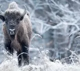Herd of 170 bison could help store CO2 equivalent of 43000 cars researchers say