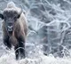 Herd of 170 bison could help store CO2 equivalent of 43000 cars researchers say