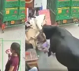 Fighting Cows Ram Into Girls On Delhi Streets Terrifying Video Goes Viral