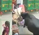 Fighting Cows Ram Into Girls On Delhi Streets Terrifying Video Goes Viral