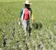 El Nino damage to Philippines agriculture hits $163 mn