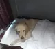 Retired Army Dog FirstClass Journey to Retirement Home Wins Hearts Online