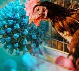 Covid jab technology-based bird flu vaccine may help curb H5N1 cases