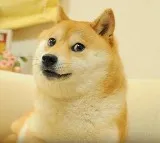 Popular dog Kabosu, who inspired cryptocurrency Dogecoin & Shiba Inu, dies