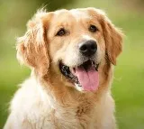 Uttar Pradesh judges dog stolen from his home case against over 2 dozen people