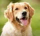 Uttar Pradesh judges dog stolen from his home case against over 2 dozen people
