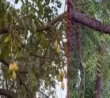 mangoes found on neem tree in bhopal
