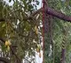 mangoes found on neem tree in bhopal