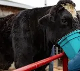 Romeo A 6 Foot 4 Bull Officially Recognised By Guinness As Worlds Tallest