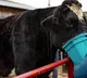 Romeo A 6 Foot 4 Bull Officially Recognised By Guinness As Worlds Tallest