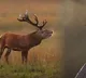 These animals and birds sound like humans