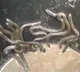 Thirty snake hatchlings spotted in bathroom