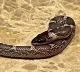 Woman bitten by snake on Kerala train