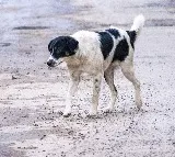 Farmer Killed In Dogs Attack In Parvathipuram Manyam District